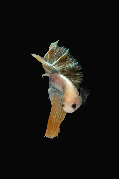 Front face / view angle of golden halfmoon rosetail marble grizzle betta siamese fighting fish isolated on black color background. Image photo