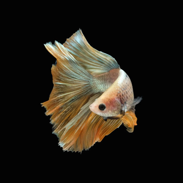 Side view angle of golden halfmoon rosetail marble grizzle betta siamese fighting fish isolated on black color background. Side view angle of golden halfmoon rosetail marble grizzle betta siamese fighting fish isolated on black color background. Image photo white halfmoon betta splendens fish stock pictures, royalty-free photos & images