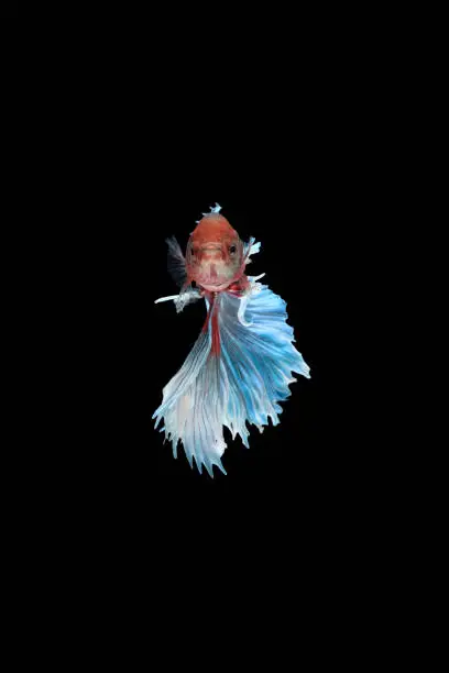 Front view of betta siamese fighting fish (Giant Halfmoon Rosetail type in red purple body color and blue white fin color combination) isolated on black background. image photo