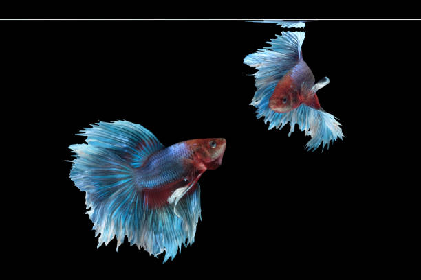Two flaying and dancing betta siamese fighting fish (Giant Halfmoon Rosetail type in red purple body color and blue white fin color combination) isolated on black background. Two flaying and dancing betta siamese fighting fish (Giant Halfmoon Rosetail type in red purple body color and blue white fin color combination) isolated on black background. image photo white halfmoon betta splendens fish stock pictures, royalty-free photos & images