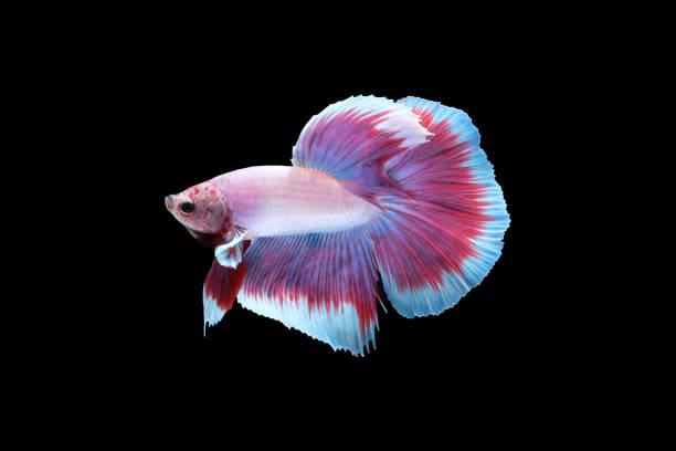 side view of betta siamese fighting fish (halfmoon lavender in white purple color combination) isolated on black background. - fish siamese fighting fish isolated multi colored imagens e fotografias de stock