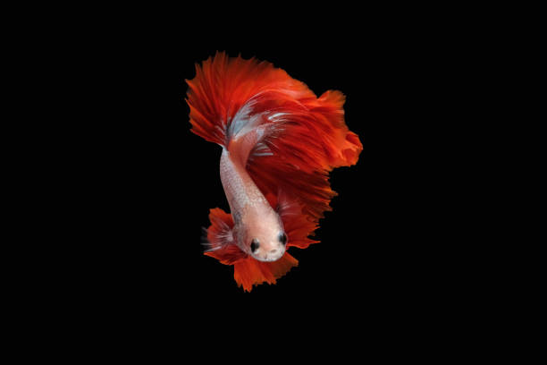 istock Top view swooping betta siamese fighting fish (Halfmoon Rosetail Mascot Red Dragon type) isolated on black background. 1254555017