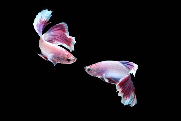 Two dancing of betta siamese fighting fish (Halfmoon lavender in white purple color combination) isolated on black background. Two dancing of betta siamese fighting fish (Halfmoon lavender in white purple color combination) isolated on black background. Image Photo white halfmoon betta splendens fish stock pictures, royalty-free photos & images