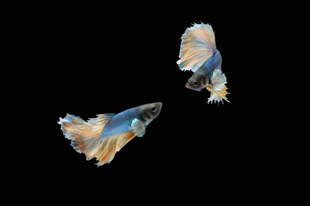 istock Two dancing blue yellow halfmoon betta siamese fighting fish isolated on black colour background 1254555077