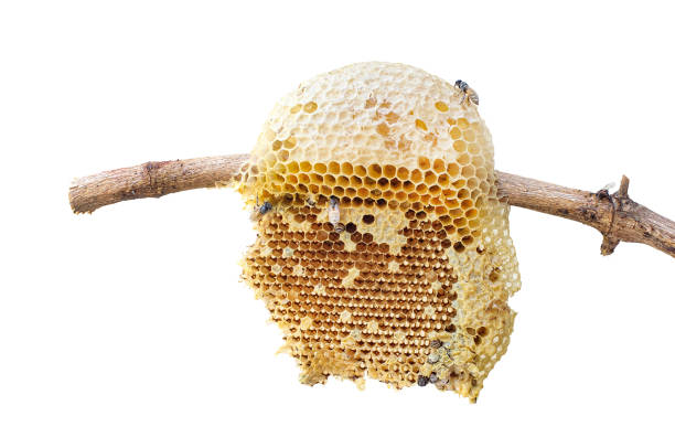 istock Beehive closeup on stick of tree isolated on white background, clipping path included. 1254555299