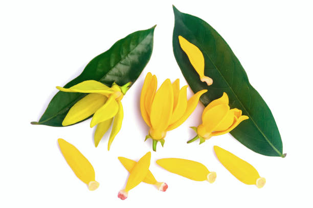 Ylang Ylang or Ilang ilang (Cananga odorata) with green leaves isolated on white background. yellow aroma flower. Fragrance flower for extract aromatherapy essential oil. Ylang Ylang or Ilang ilang (Cananga odorata) with green leaves isolated on white background. yellow aroma flower. Fragrance flower for extract aromatherapy essential oil. ylang ylang stock pictures, royalty-free photos & images