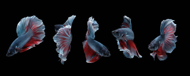Photo collage of betta fish (Halfmoon Rosetail in grey red white color combination) isolated on black background. Photo collage of betta fish (Halfmoon Rosetail in grey red white color combination) isolated on black background. image photo white halfmoon betta splendens fish stock pictures, royalty-free photos & images
