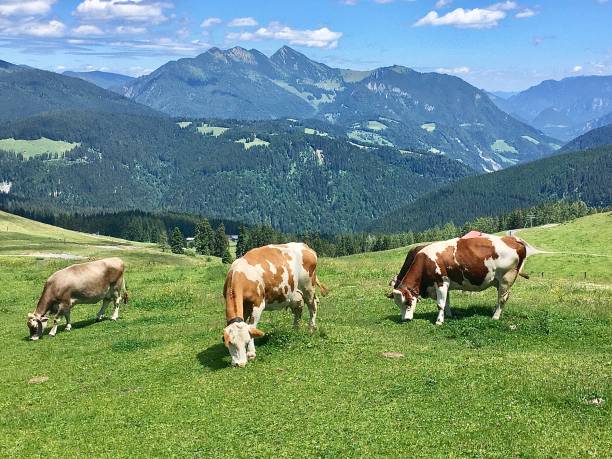 istock Alpine meadows with cows and mountains in Austria 1254556712