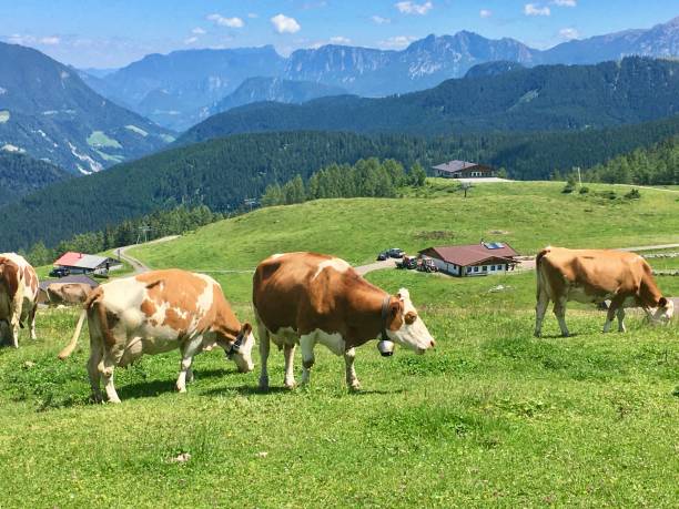 istock Alpine meadows with cows and mountains in Austria 1254556714