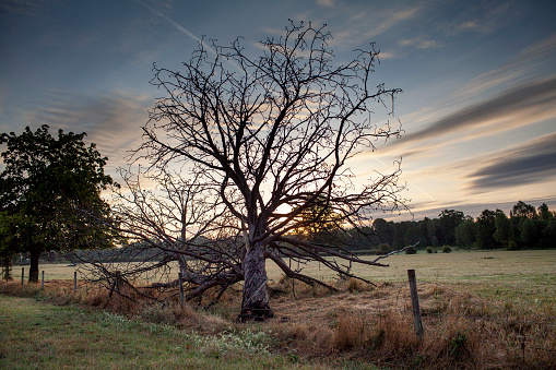 Dawn breaking behind a fallen tree on the edge of a field