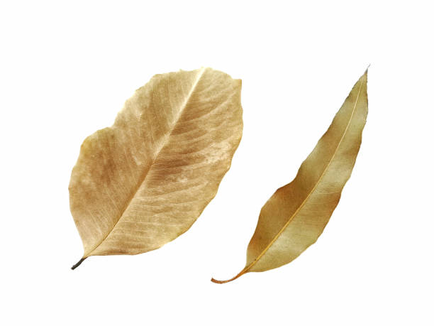 istock Dried leave isolated on white background. 1254558973