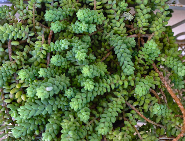istock Background with succulent fat plant 1254559020
