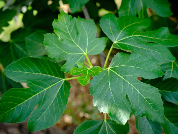 istock Close-up of fig tree leaves 1254559641