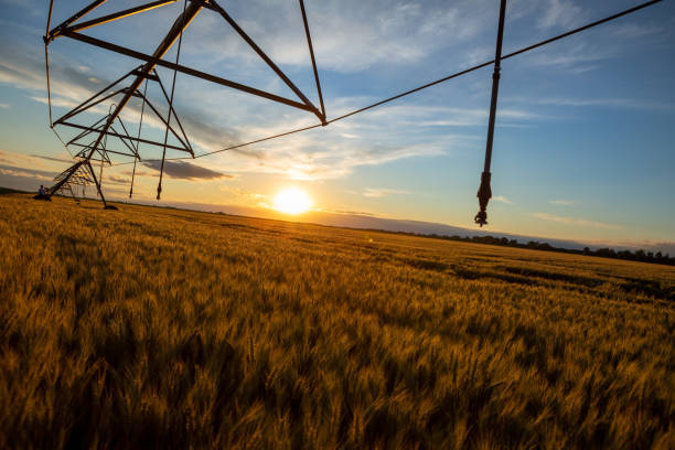 istock Irrigation system, artificial rain, above a field of ripe wheat at sunset. 1254559984
