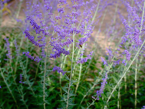 Lavender flowers in the field with bees
