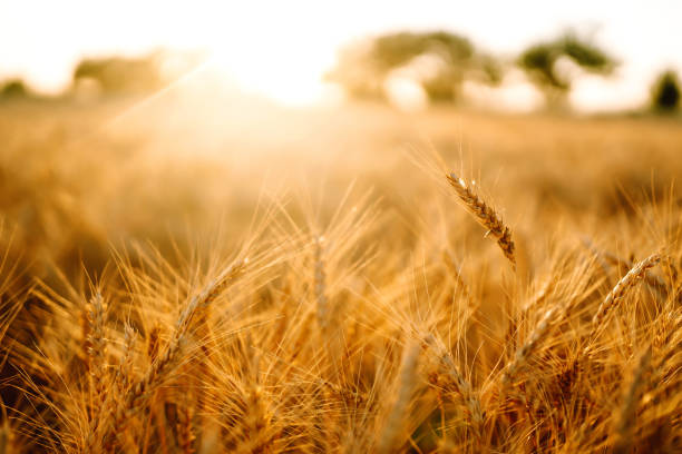 istock Golden wheat field in sunny day. 1254561383