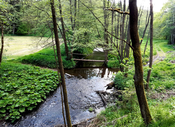 a stream or smaller river can be overcome by means of a ford which is a natural place where there are river sedges, islets and the like or it can be paved with granite cobblestone ford, granite, cobblestone, paving, pavement, natural, stream, river, small, paved, sedges, overcome, alluvium, meander, across, flood, damage, fooding, path, pathway, road, offroad, off, wading, wilderness, meadow, bush, forest, landscape, floodplain, trouble, water, stone, place, outdoor, nature, tree, green, trees, spring, wood, summer, park, bridge, lake ford crossing stock pictures, royalty-free photos & images