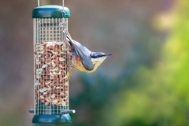 istock Nuthatch hanging from a peanut feeder in Hampshire, UK 1254562876