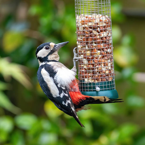 female great spotted woodpecker feeding on peanuts - woodpecker major wildlife nature imagens e fotografias de stock