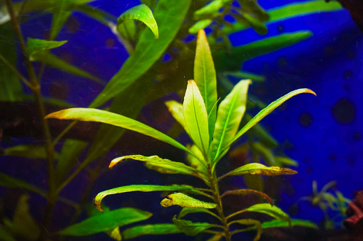 Water plant hygrophila in the aquarium. Hygrophila angustifolia. Soft focus