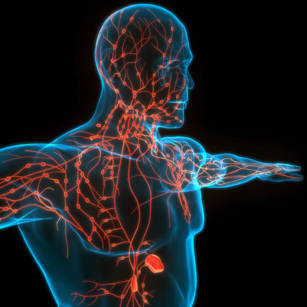 sistema interno humano linfas nodos anatomía - lymphatic system fotografías e imágenes de stock