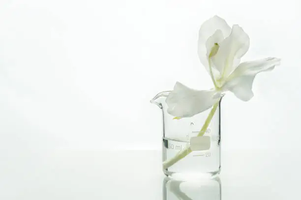 Photo of glass science beaker with water and white soft natural flower for cosmetic research background