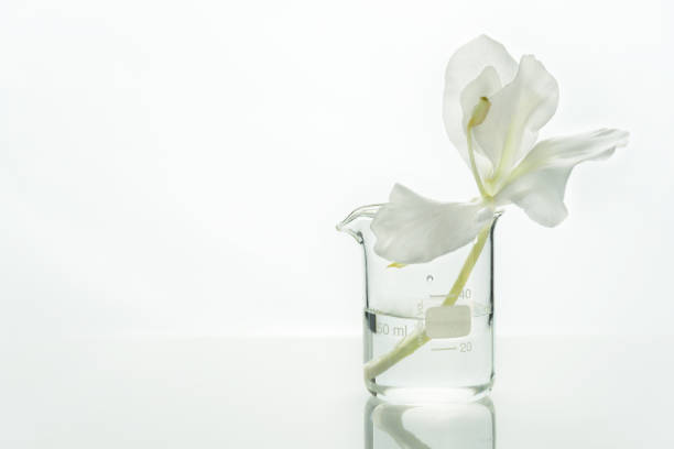 glasvetenskap bägare med vatten och vit mjuk naturlig blomma för kosmetisk forskning bakgrund - flower dna bildbanksfoton och bilder