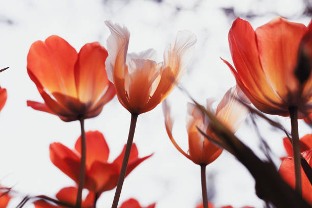 istock Spring tulips in the park 1254565864