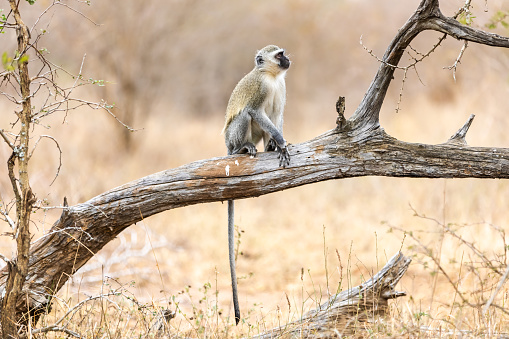 Vervet monkey (Cercopithecus aethiops) sitting in a tree, South Africa. Africa.
