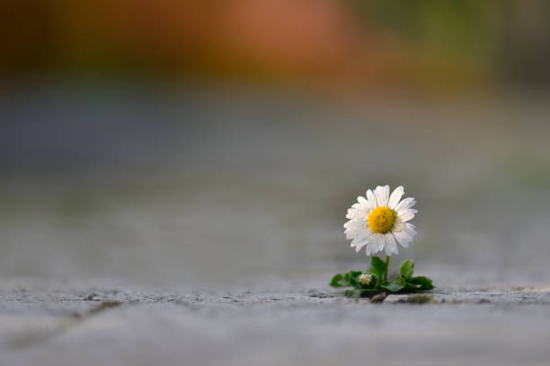 istock Daisy covered in water droplets 1254567053