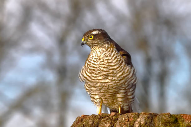 istock Eurasian sparrowhawk on a bright winter day 1254567059