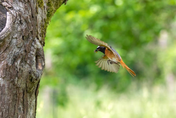 redstart común masculino - phoenicurus fotografías e imágenes de stock