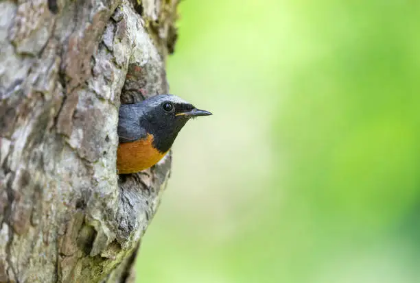Male common redstart (Phoenicurus phoenicurus) looking out of a tree hole.