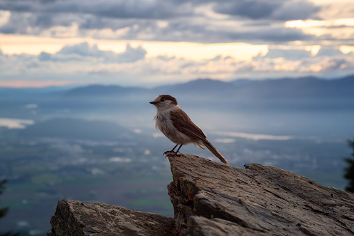 Grey Jay sitting on top of a Rocky Cliff. Taken on Elk Mountain, in Chilliwack, East of Vancouver, British Columbia, Canada.