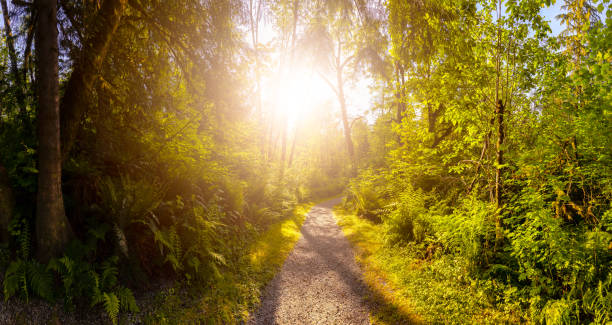 istock Beautiful Canadian Nature 1254569669
