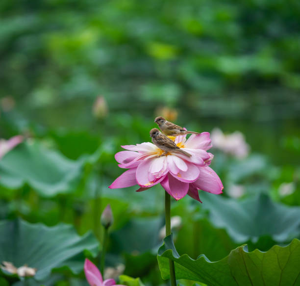 Lotus flower and sparrow