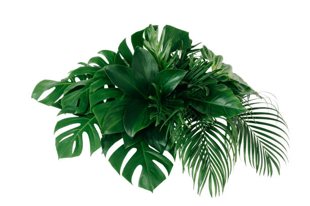 istock tropical leaves, abstract green leaves texture, nature background 1254569975