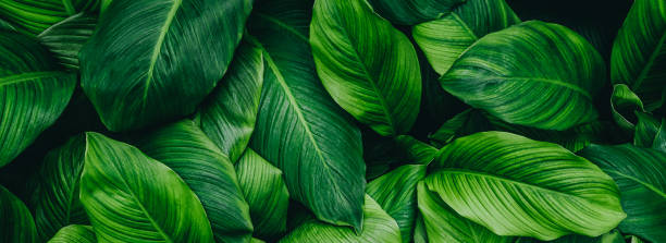 istock tropical leaves, abstract green leaves texture, nature background 1254569991