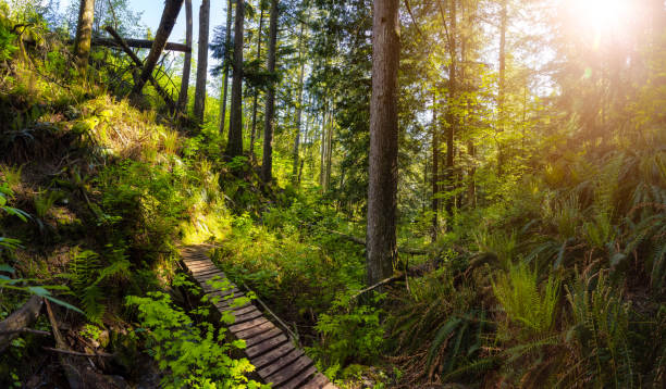 istock Canadian Nature in Forest 1254571171