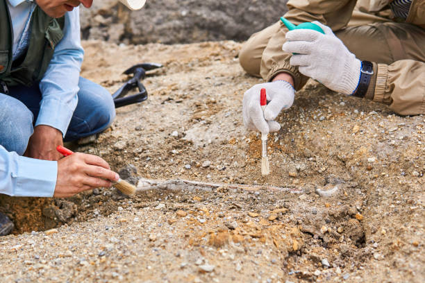 paleontologists have discovered a fossil in the desert close-up hands of paleontologists cleaning the fossil bone found in the desert paleontologist stock pictures, royalty-free photos & images