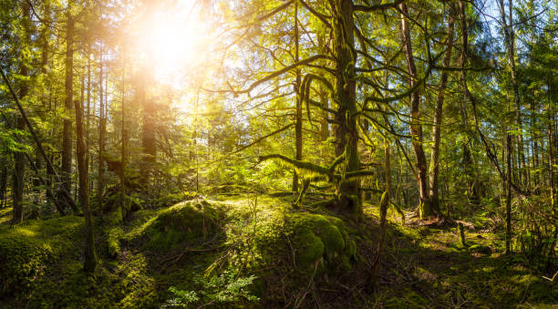 istock Canadian Nature in Forest 1254571842