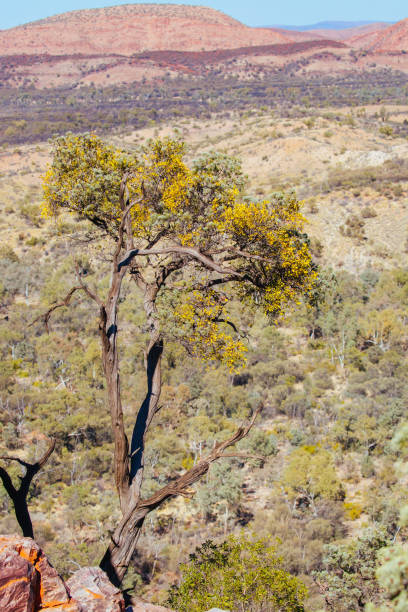 istock Serpentine Gorge Northern Territory Australia 1254571944