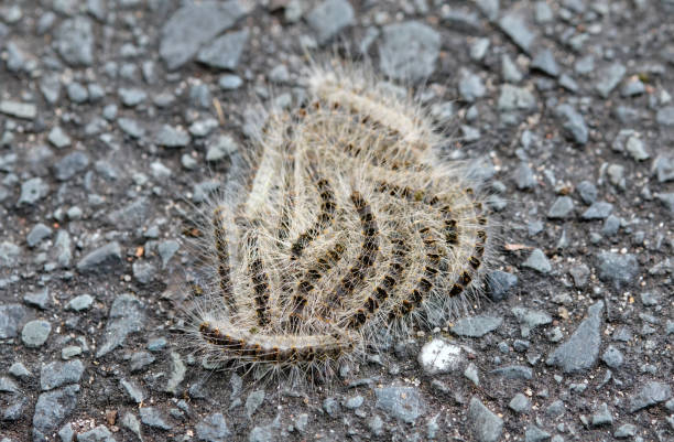 Close-up of some oak processionary caterpillars stock photo