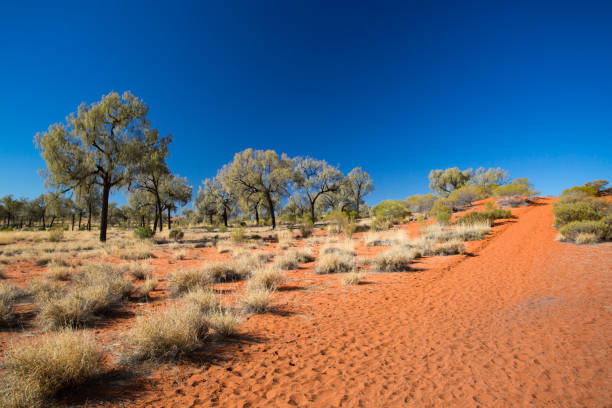 istock Outback Landscape in Northern Territory Australia 1254571981
