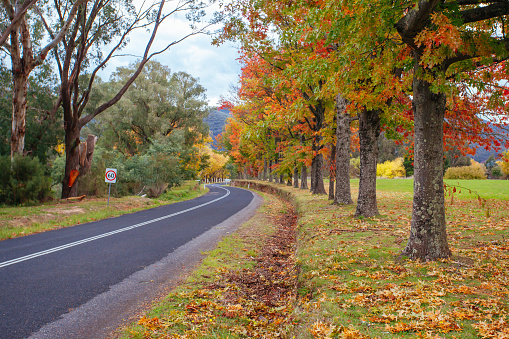 Alpine Way running thru Khancoban in autumn, with brilliant colour trees in New South Wales Australia