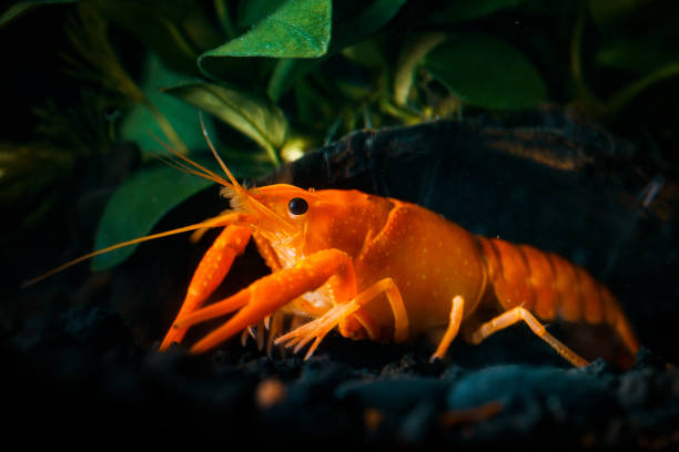 istock Closeup orange shrimp in dark background 1254572069
