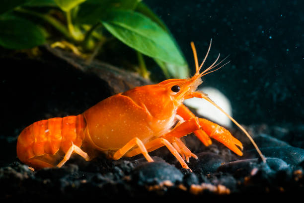istock Closeup orange shrimp in dark background 1254572074