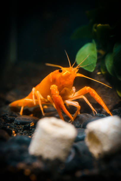 istock Closeup orange shrimp in dark background 1254572081