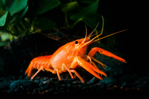 istock Closeup orange shrimp in dark background 1254572085