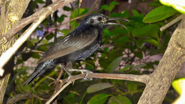 istock tiny bluish green color migrating bird called hummingbird sitting on tree branch 1254572969